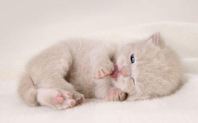 猫咪体温怎么测标准,如何正确给猫咪测体温