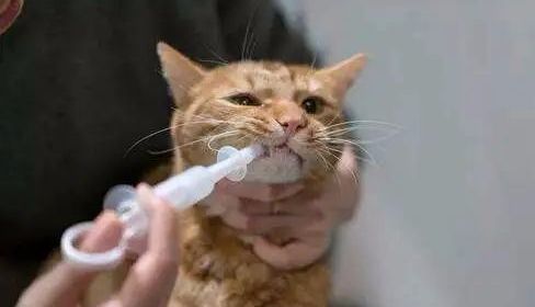 人得了猫癣越来越严重怎么办,怎么预防猫癣最有效的方法