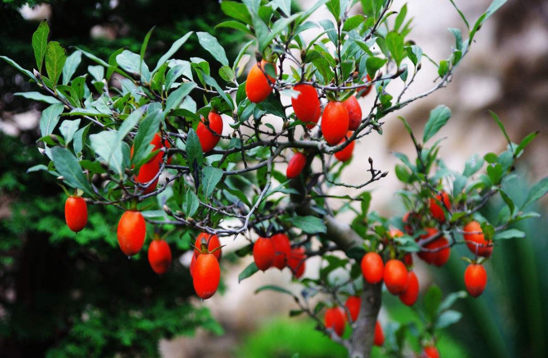 鎴峰涓嶈兘瑙︾鐨勬瘨鑺辨湁鍝簺,鍝簺姣掕姳涓嶈兘瑙︾