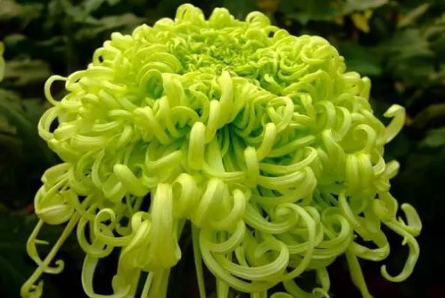 中国十大名花排行哪个是你的最爱,你知道中国十大名花是什么花吗