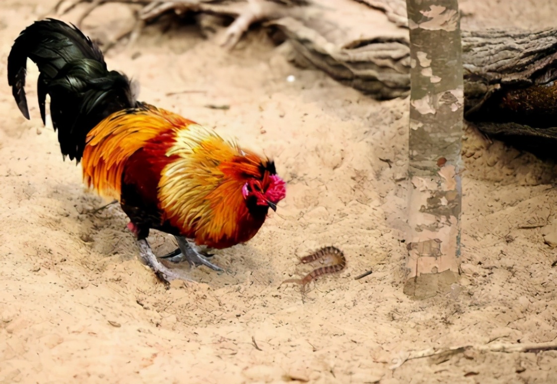 为什么公鸡吃了蜈蚣变很凶,为什么公鸡吃蜈蚣会变得很凶猛