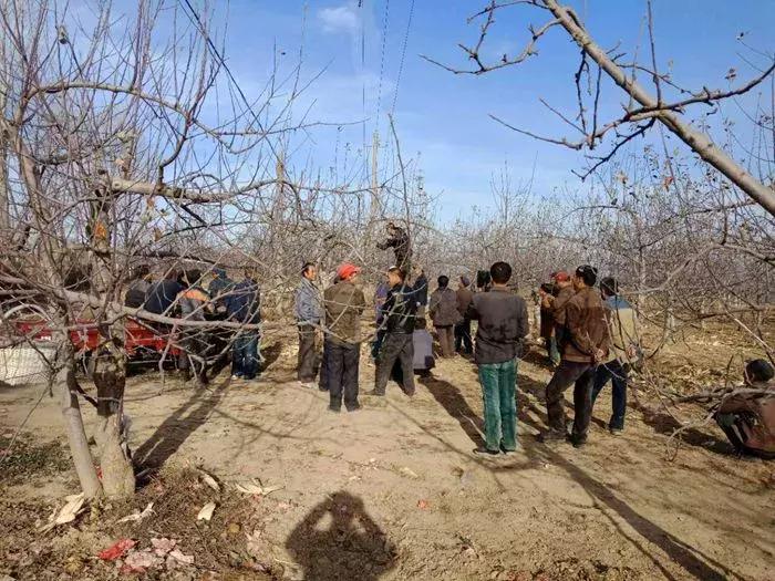 苹果树春季剪枝正确方法,苹果树开花后还能剪枝吗