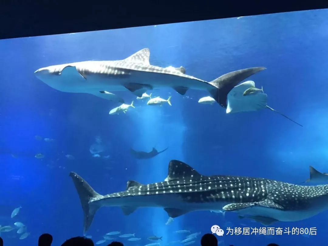 12月份冲绳攻略,想定居日本冲绳怎么样