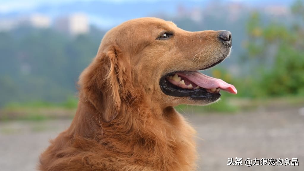 狗狗被蜱虫咬后为什么腿抖,狗狗出现了趴蹄怎么办