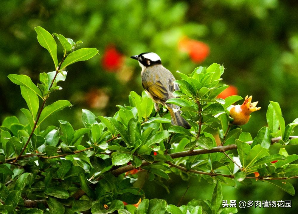 在家种果树苗,在家种植石榴籽