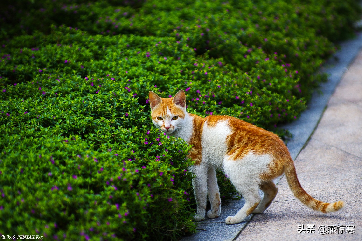 宾得理光镜头通用吗,宾得理光手动镜头推荐