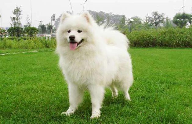 宠物狗寿命排行榜,宠物狗品种大全寿命排名