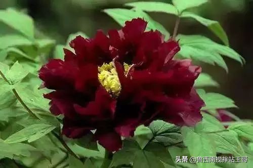 牡丹十大品种九大花系,牡丹进口品种图片及名称