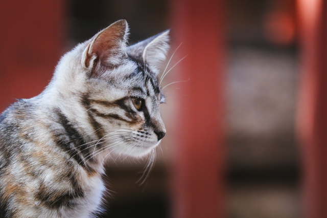 eos200d第一代拍照,eos200dii视频