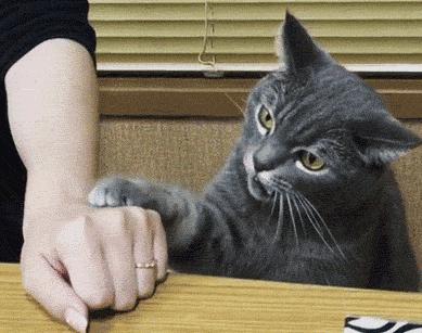 猫抓伤得狂犬病猫也会死吗,我被猫抓伤了伤口很深要打疫苗吗