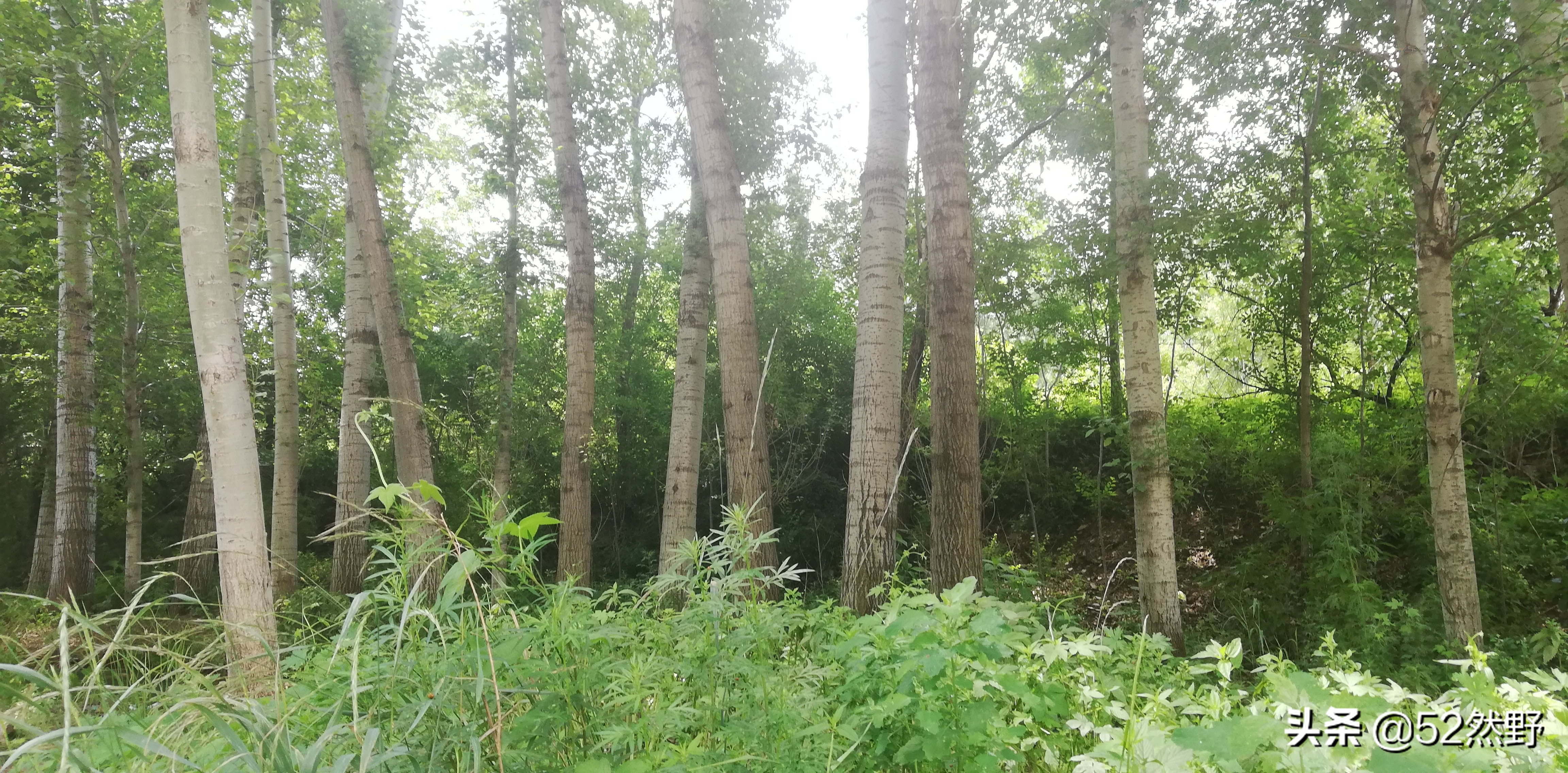 燕山唯一丹霞长嵯，山村溪水野草闲花