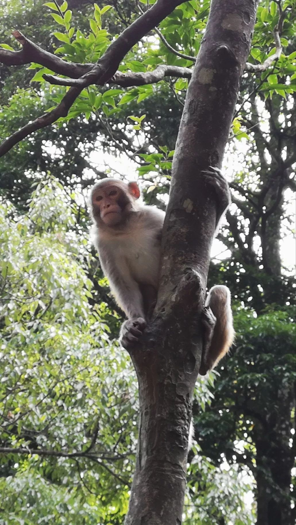 贺州姑婆山景区国家森林公园,贺州姑婆山森林公园路线