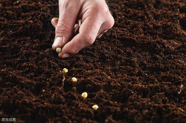 种植砂仁一亩投资多少钱,阳春砂仁种植技术最新发展动态