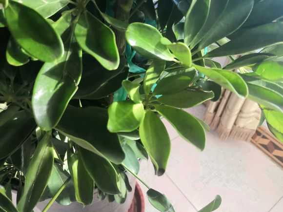 鸭脚木缺水什么时候能恢复,鸭脚木生病怎么治疗