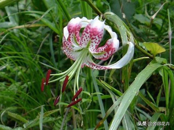 百合怎么养殖爆盆,百合怎样爆花多头