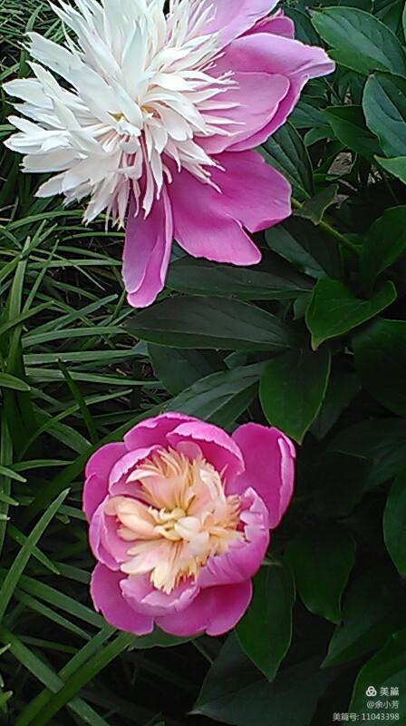 上海中山公园公寓,上海中山公园游玩攻略