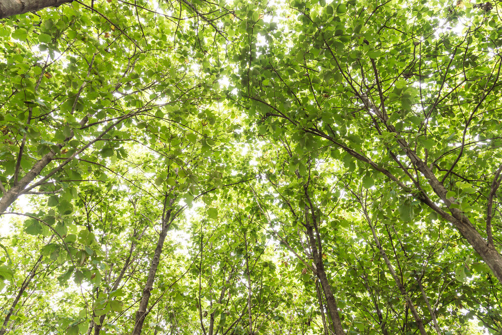 柚木沙发柚木家具价格,柚木家具的优缺点