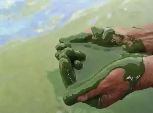 世界环境日我们该怎么做,世界环境日守护环境沃来当先