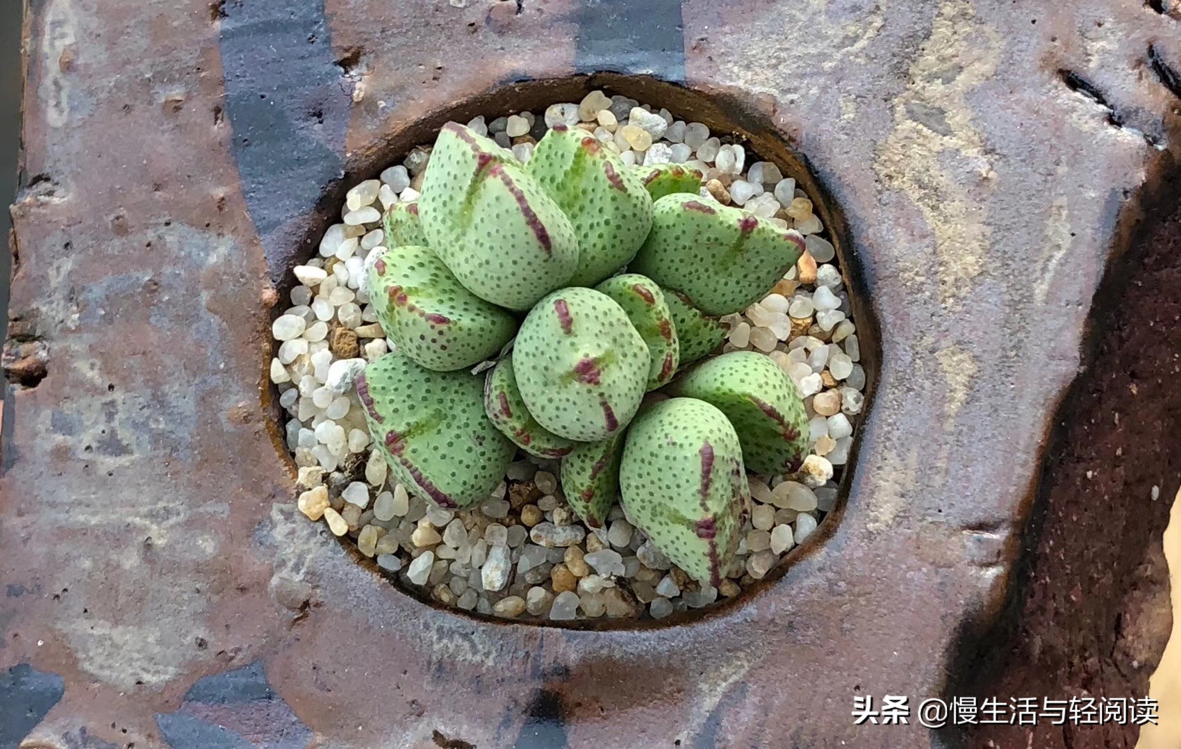 《慢生活·轻阅读》1647期