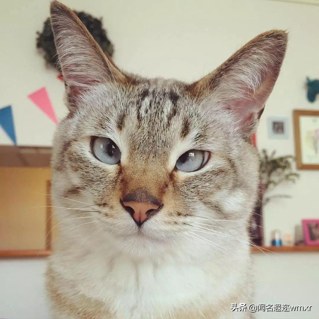 你有猫病表情包,你有猫病啊图片