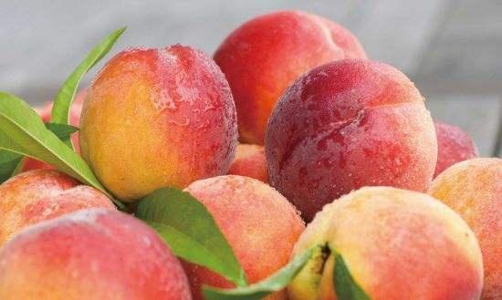 贵州桃子品种照片,贵州哪里是桃子种植基地