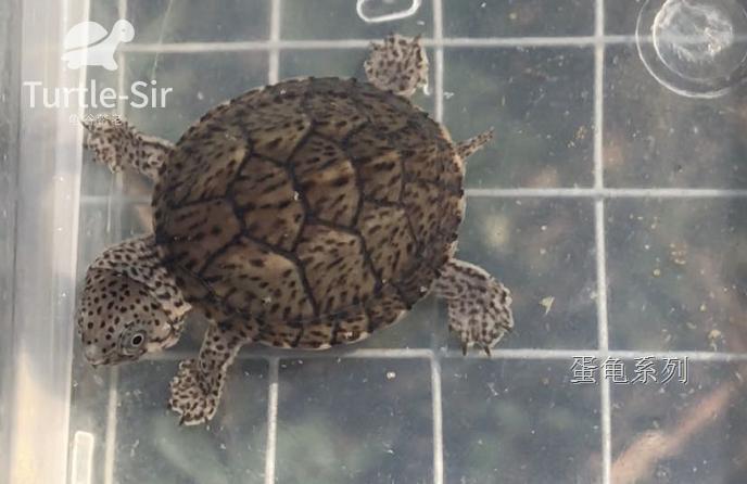 巨头蛋龟苗饲养环境怎么布置,巨头蛋龟最佳饲养方法
