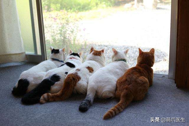 猫咪也会做噩梦吗,猫也会做噩梦吗