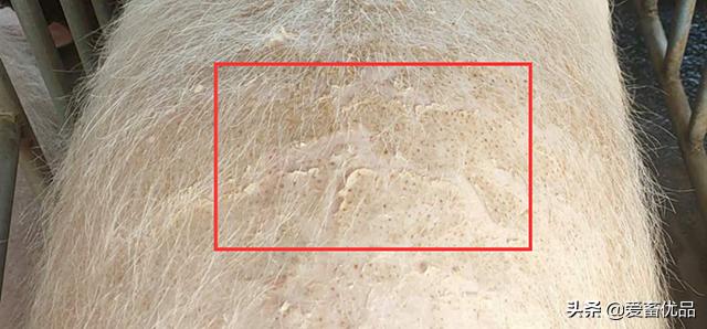 猪寄生虫病怎么治,母猪身上的寄生虫用什么药抹