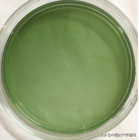 中草药制剂HCV弧菌病能防治、修复肝胰腺，广东省农业力推技术