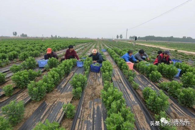 灵寿县特色农业乡村振兴,行唐农业种植