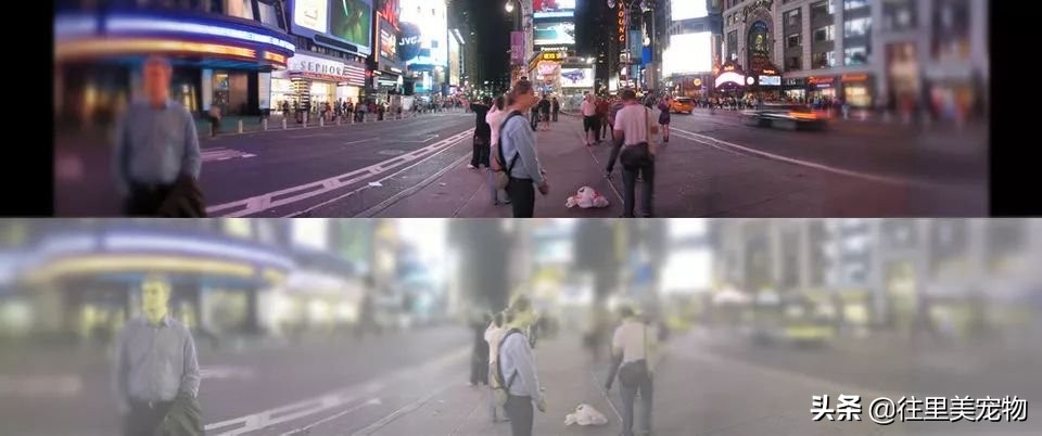 猫咪的眼睛像蛇一样,猫咪一只眼睛亮一只眼睛雾蒙蒙的