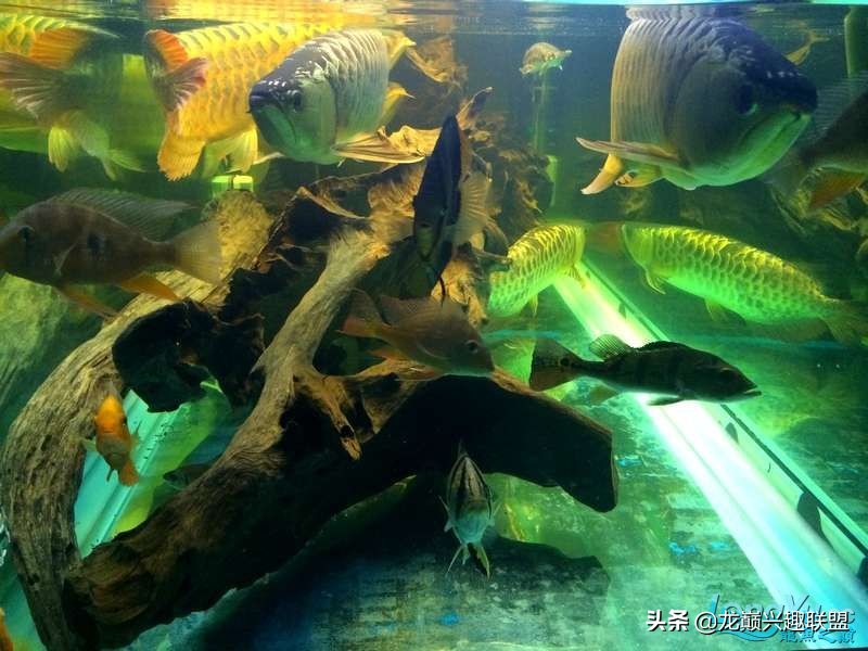 手把手教你做龙鱼最强营养秘方食谱--鲜虾牛肉狮子头,别馋哈