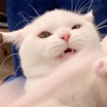 猫咪发情怎么办,母猫发了情一般持续几天