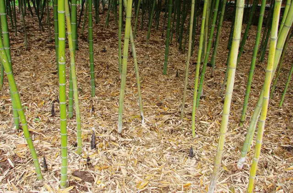 天目山雷笋与溪口雷笋,宁波奉化溪口雷笋