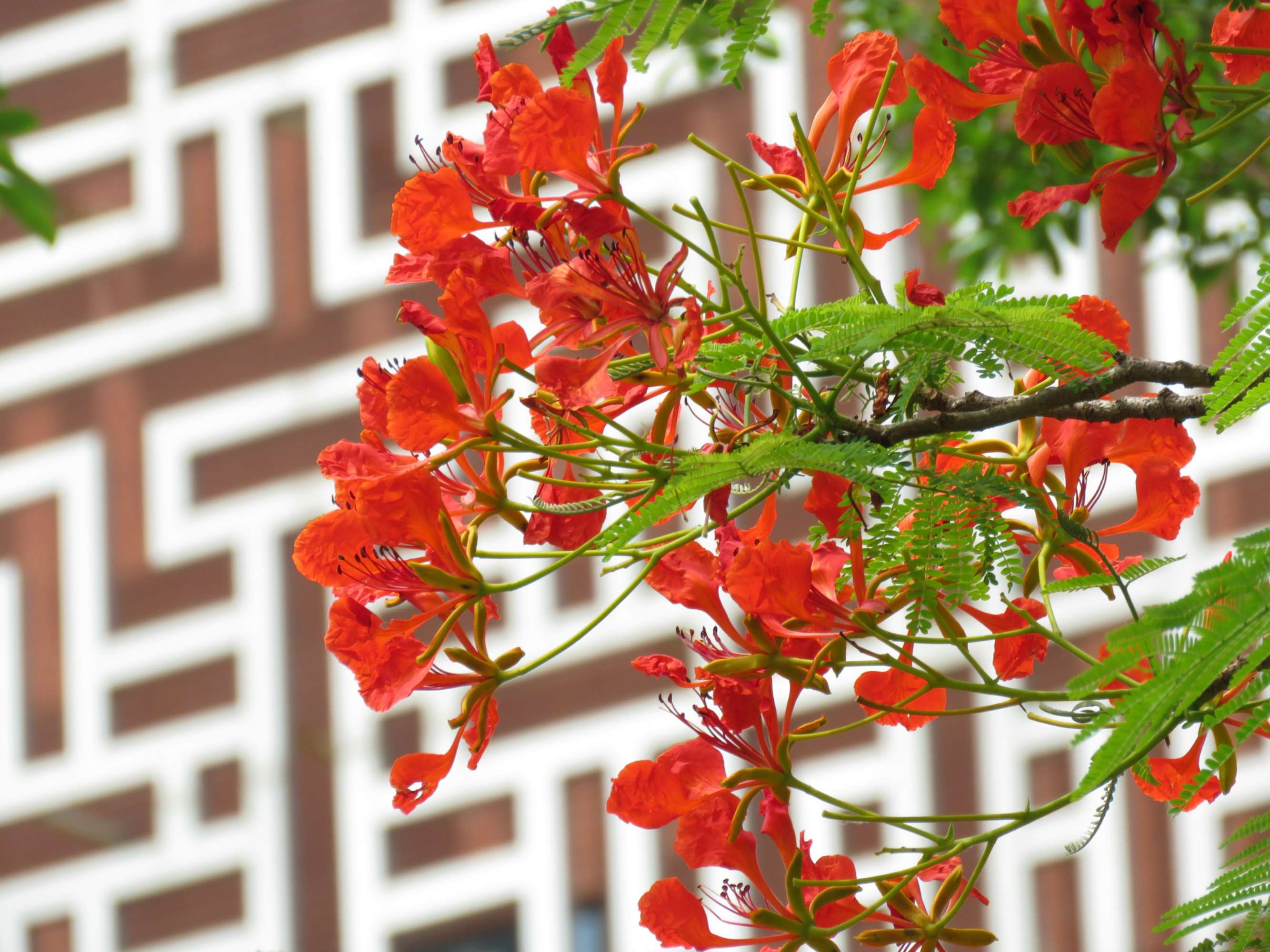 毕业季的凤凰花和栀子花,毕业季凤凰花开的时候