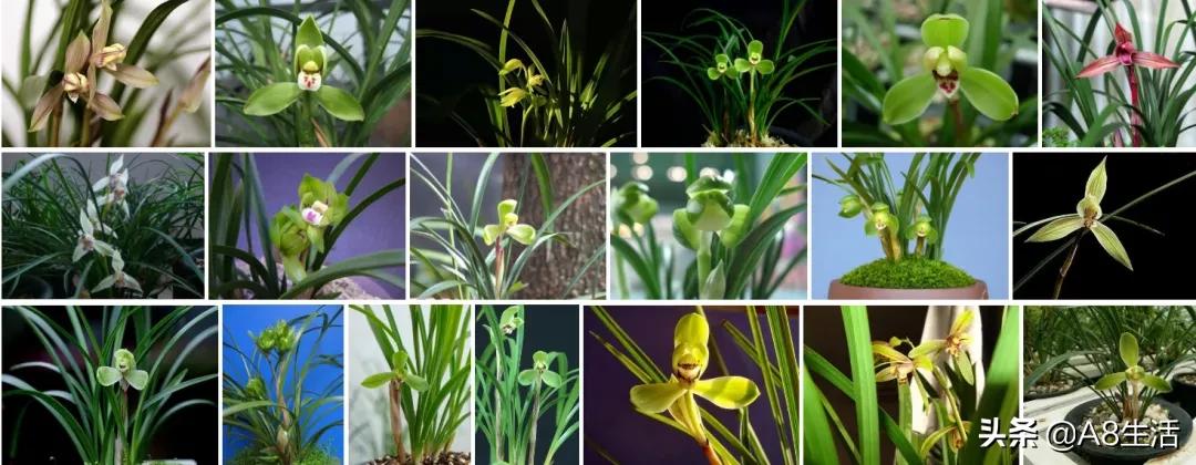 春兰名品兰花,春兰兰花名品图鉴