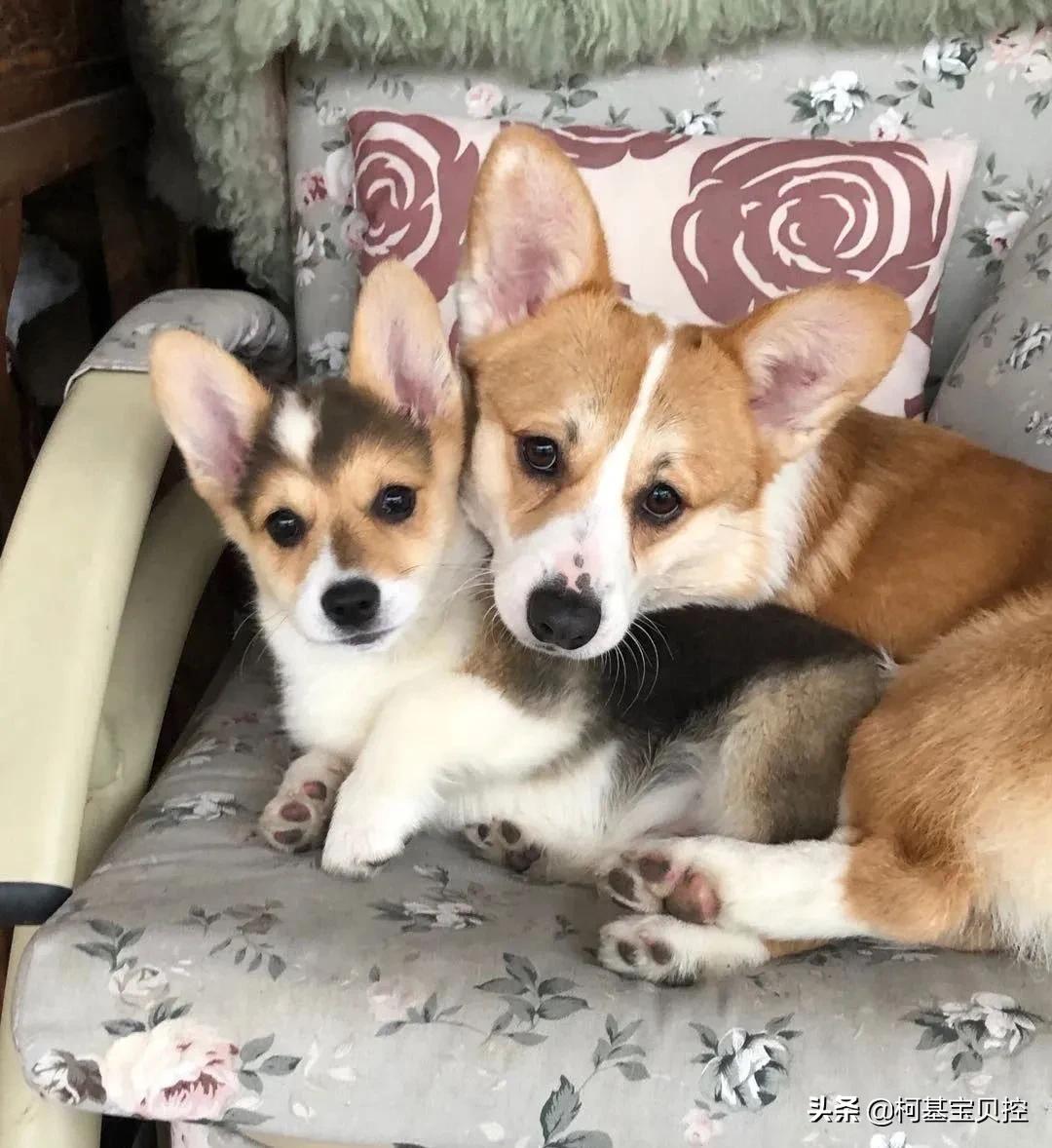 有关狗粮选择的几点建议,到底应该如何选择狗粮