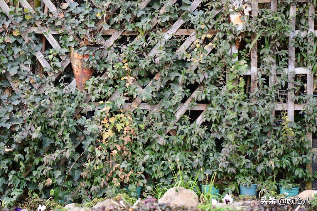 零下9度来袭，花园里的绿色是那么动人|园丁