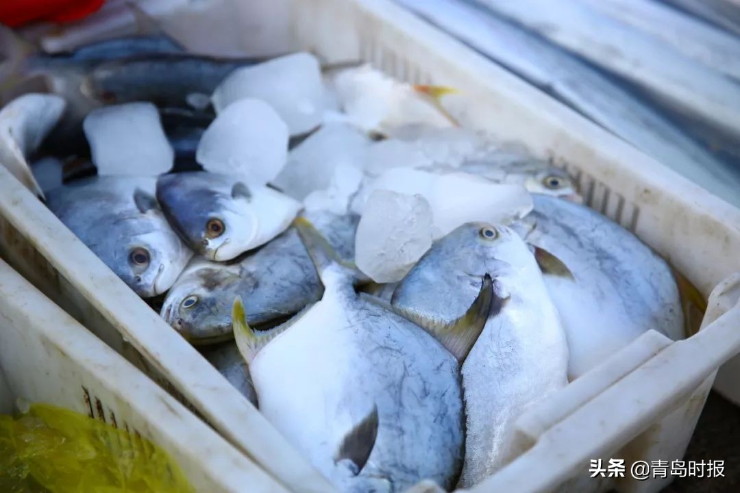 青岛西海岸富人区价格,有一种炫富叫做湛江开海