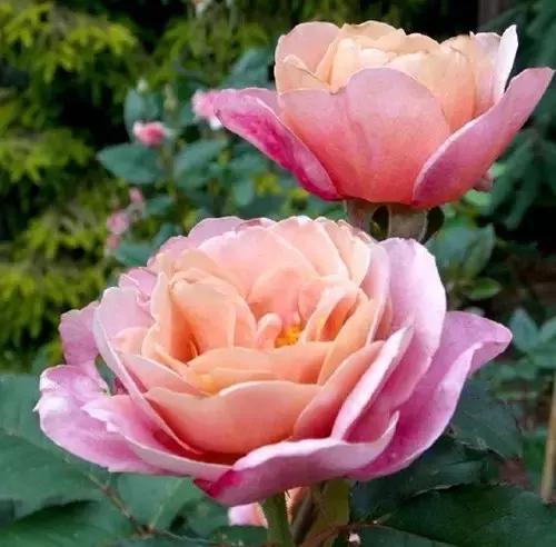 最漂亮10种微型月季,新手必入这8种月季漂亮好养