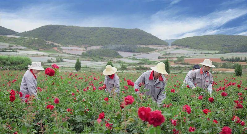 欧盟有机认证绿叶标识,欧盟有机认证食品