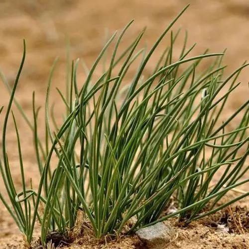 野生沙葱味道怎么样,沙葱为啥有苦味