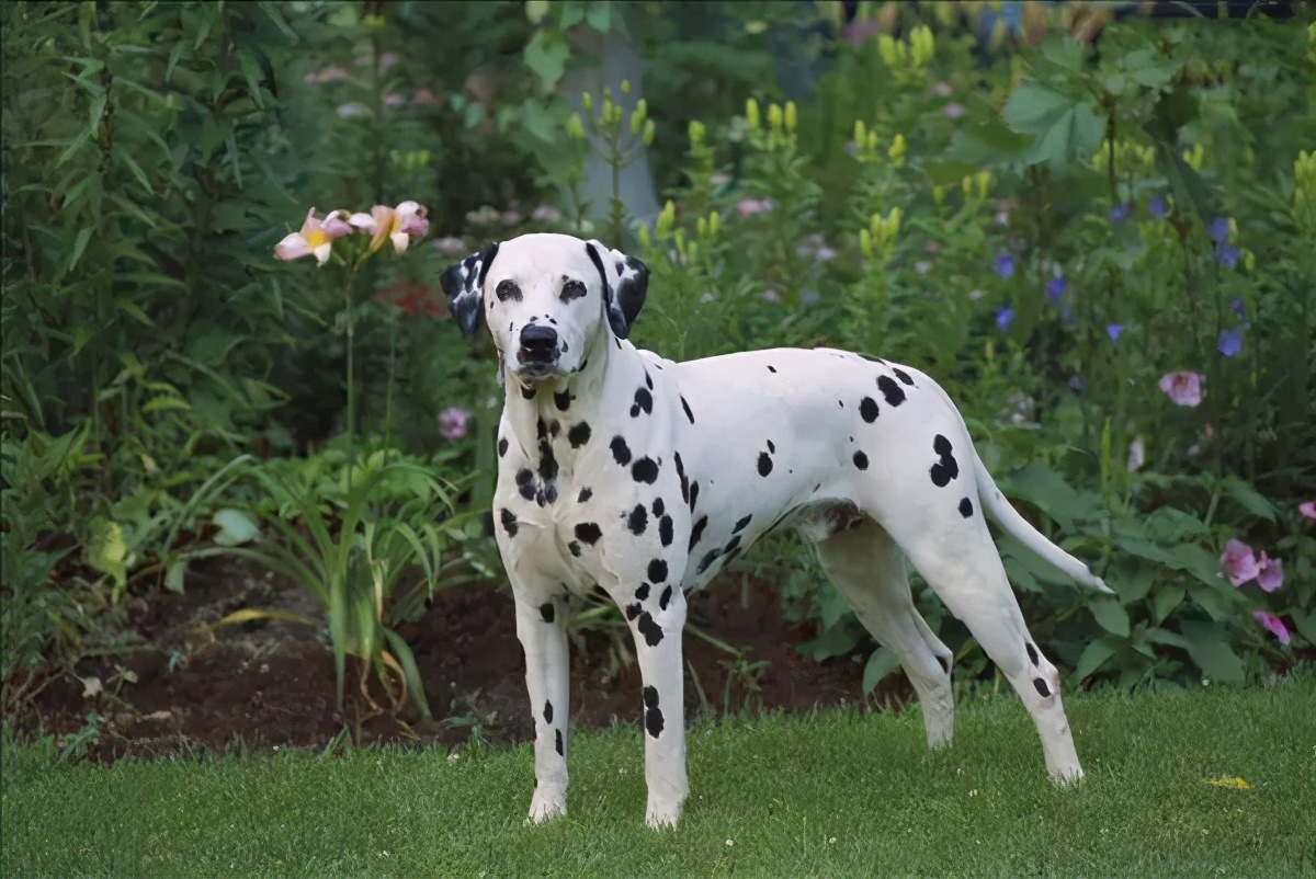 101斑点狗中哪些是亲生的狗狗,101斑点狗中涉及到的狗