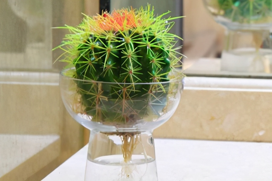 南美室内水培观赏绿植,水培绿植与土培绿植的区别