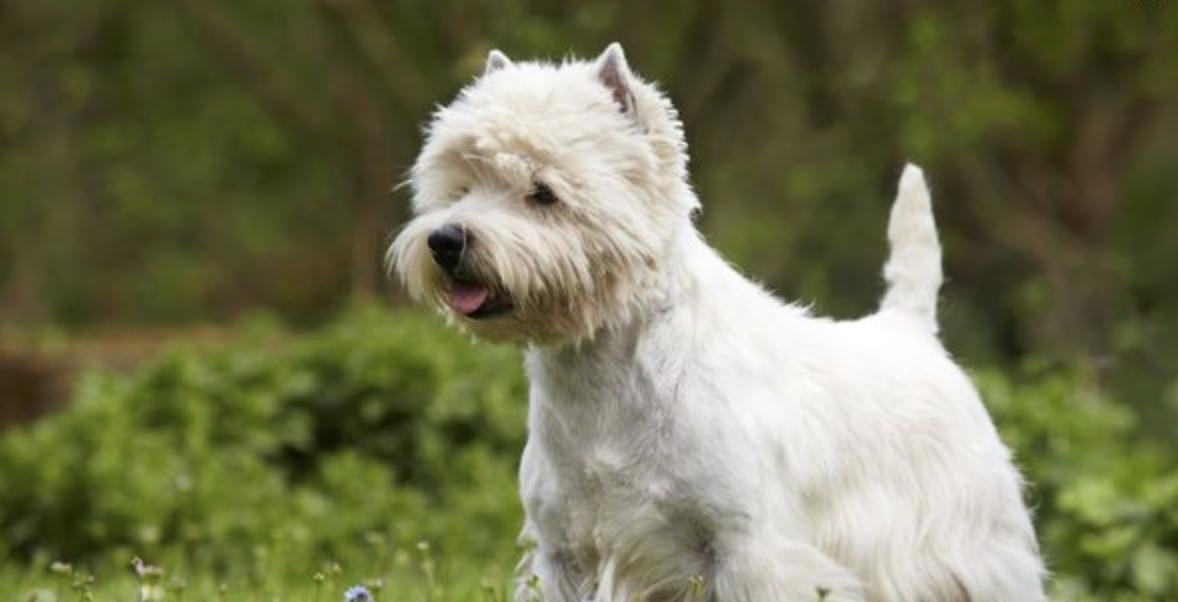 史上最全，这些狗狗你都认识吗？152个狗狗品种及介绍