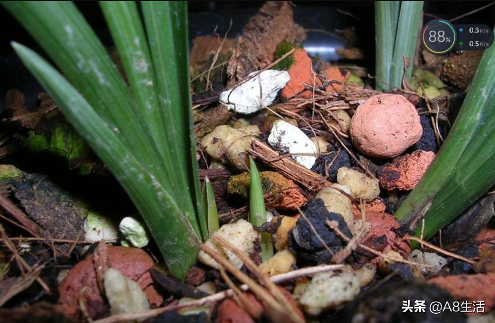 春兰名品兰花,春兰兰花名品图鉴