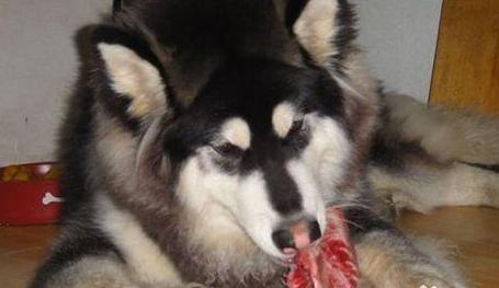 阿拉斯加挑食怎么办？这几个办法，一般人我不告诉他