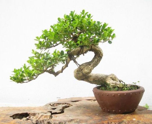 黄杨盆景制作教程,黄杨盆景修剪