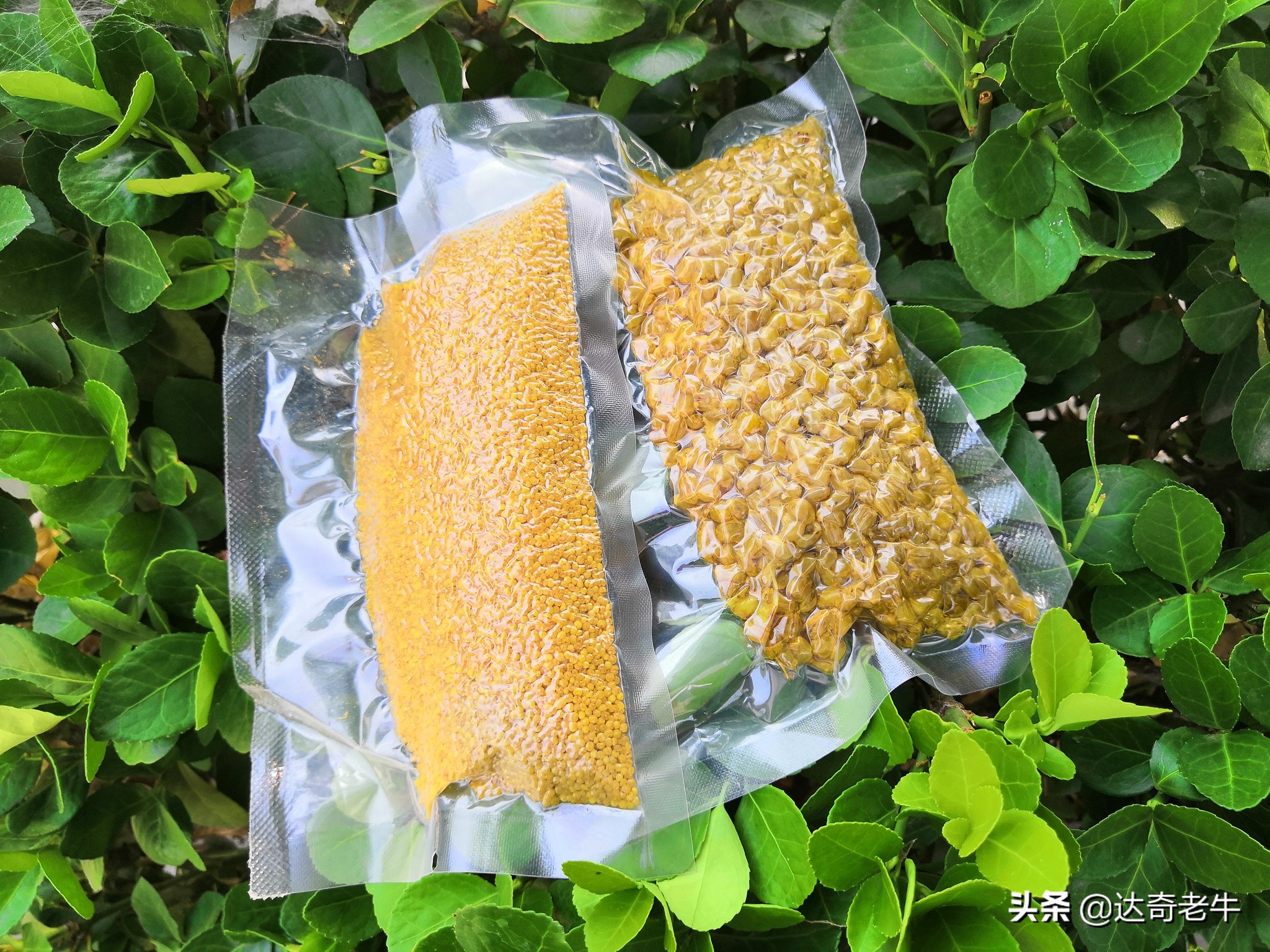 解密鱼饵是怎样制造的,解密鱼饵诱食剂