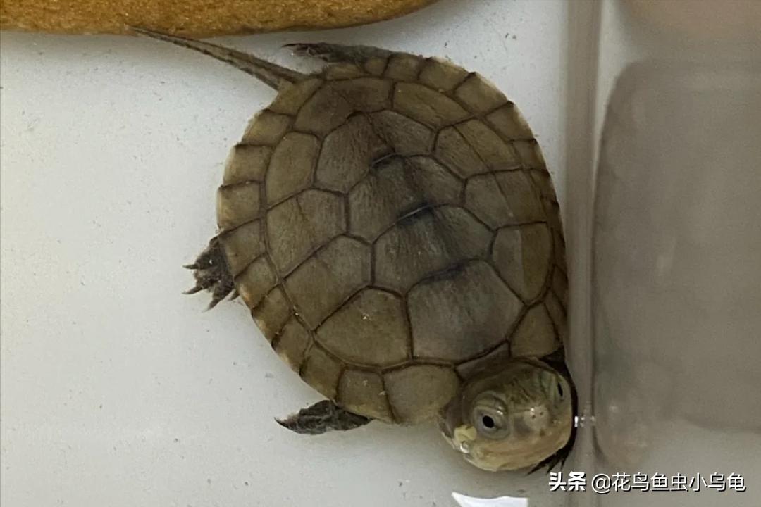 最容易养的乌龟是哪种乌龟,最容易养的乌龟是哪种品种